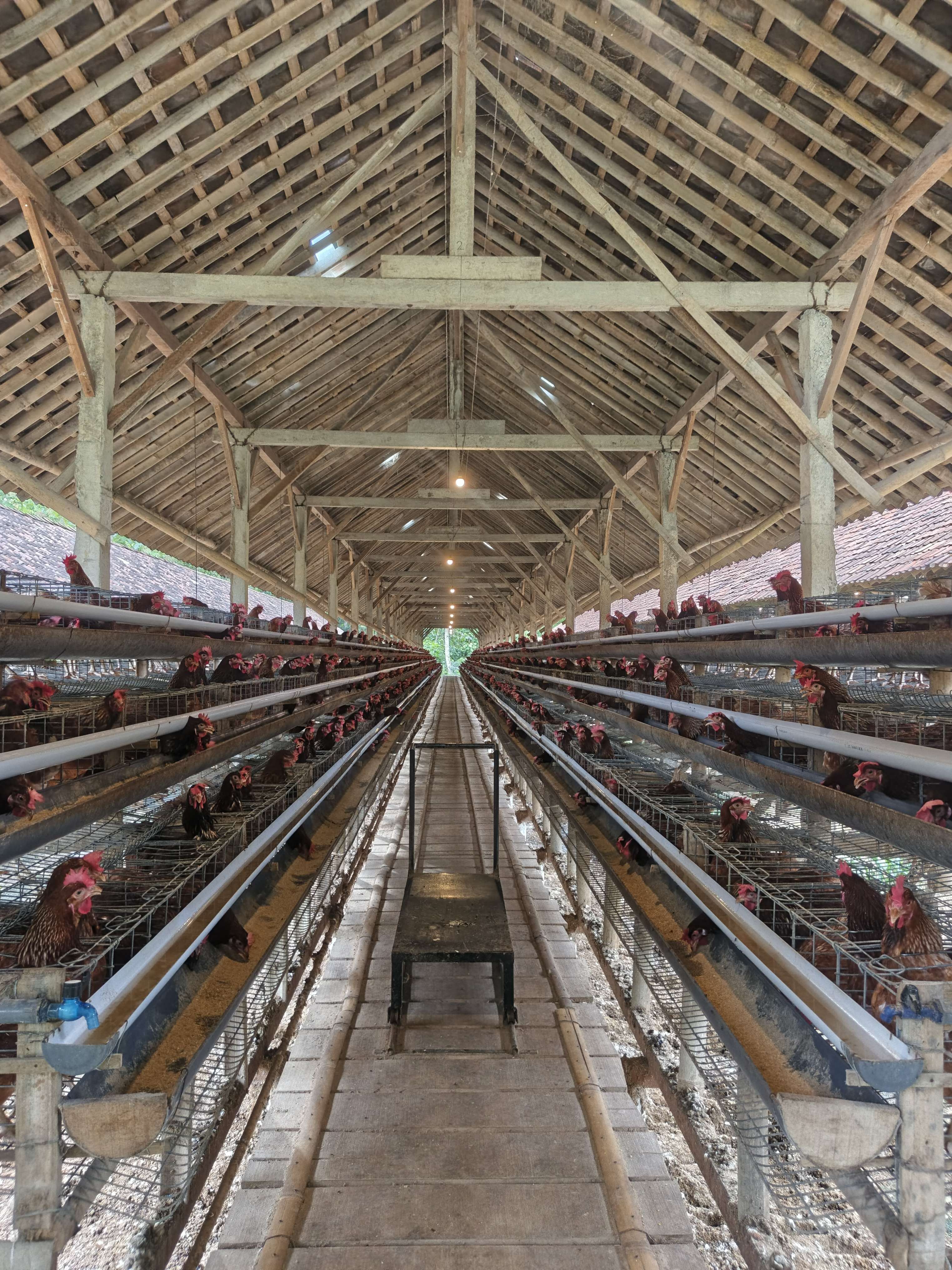 Ema Farm
