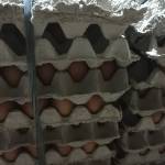 Endogmu Telur