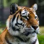 marito