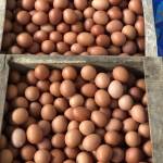 Telur Empuk