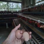 Catur adi purnomo