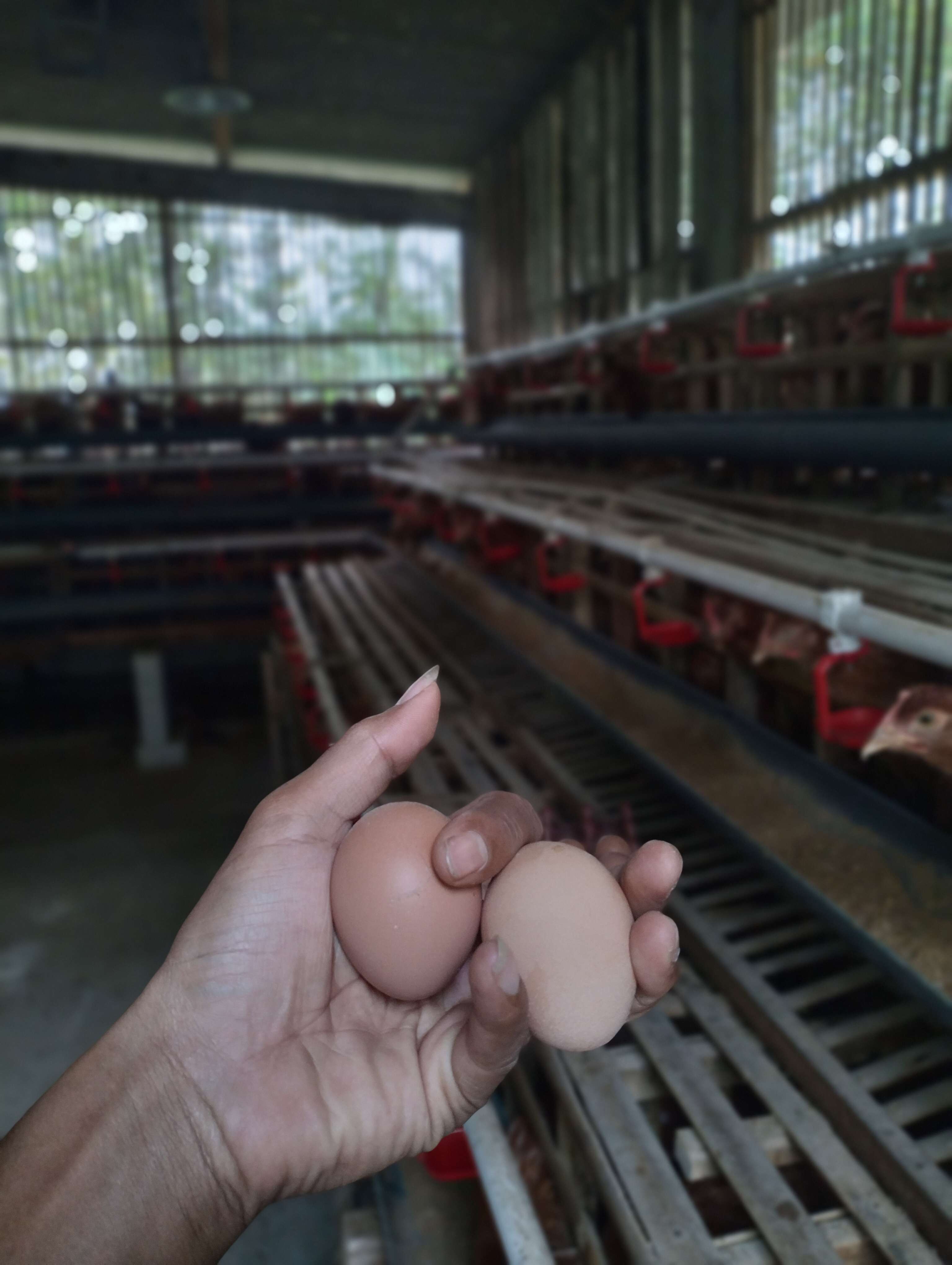 Catur adi purnomo