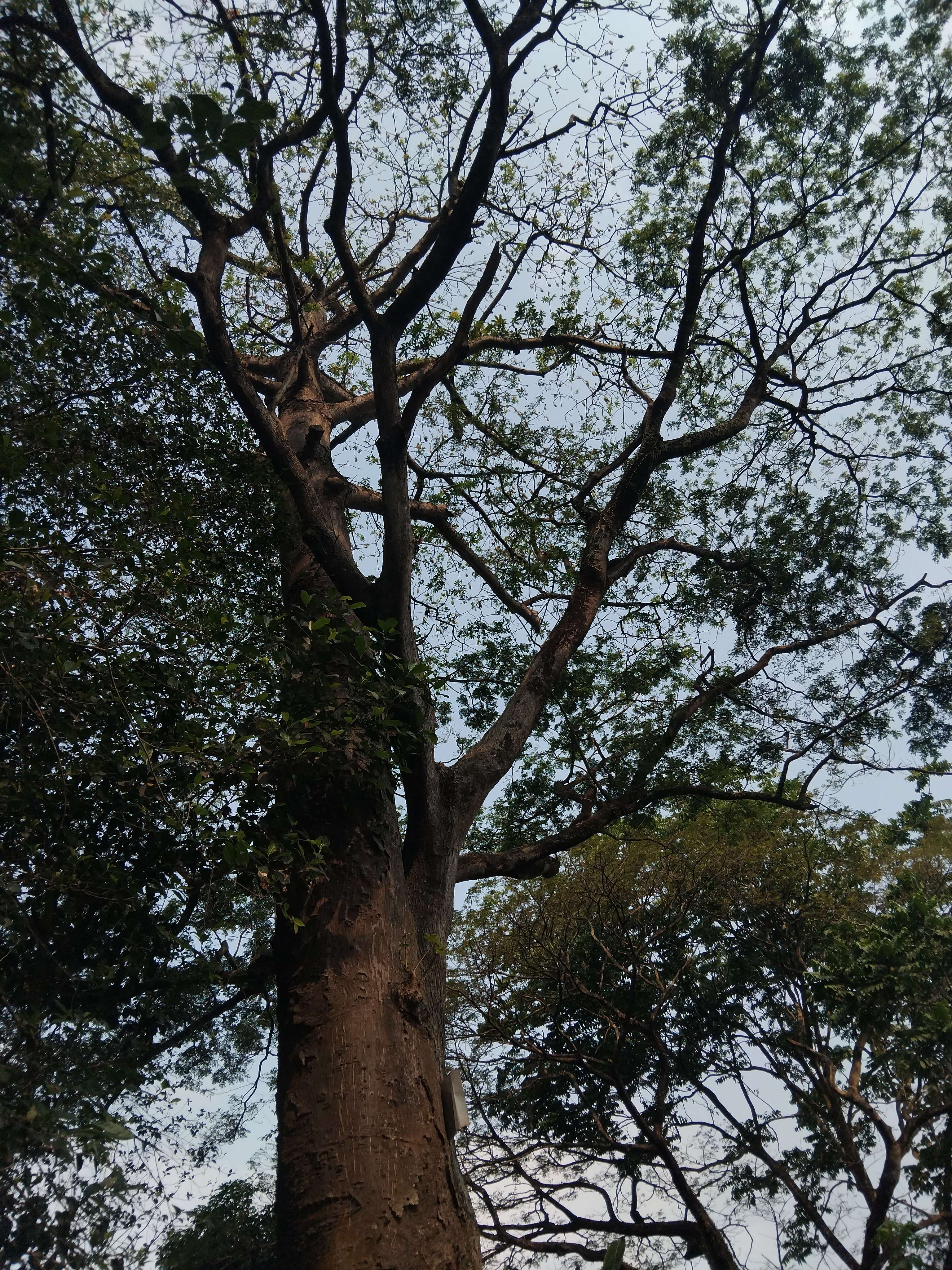 Andini Rudian