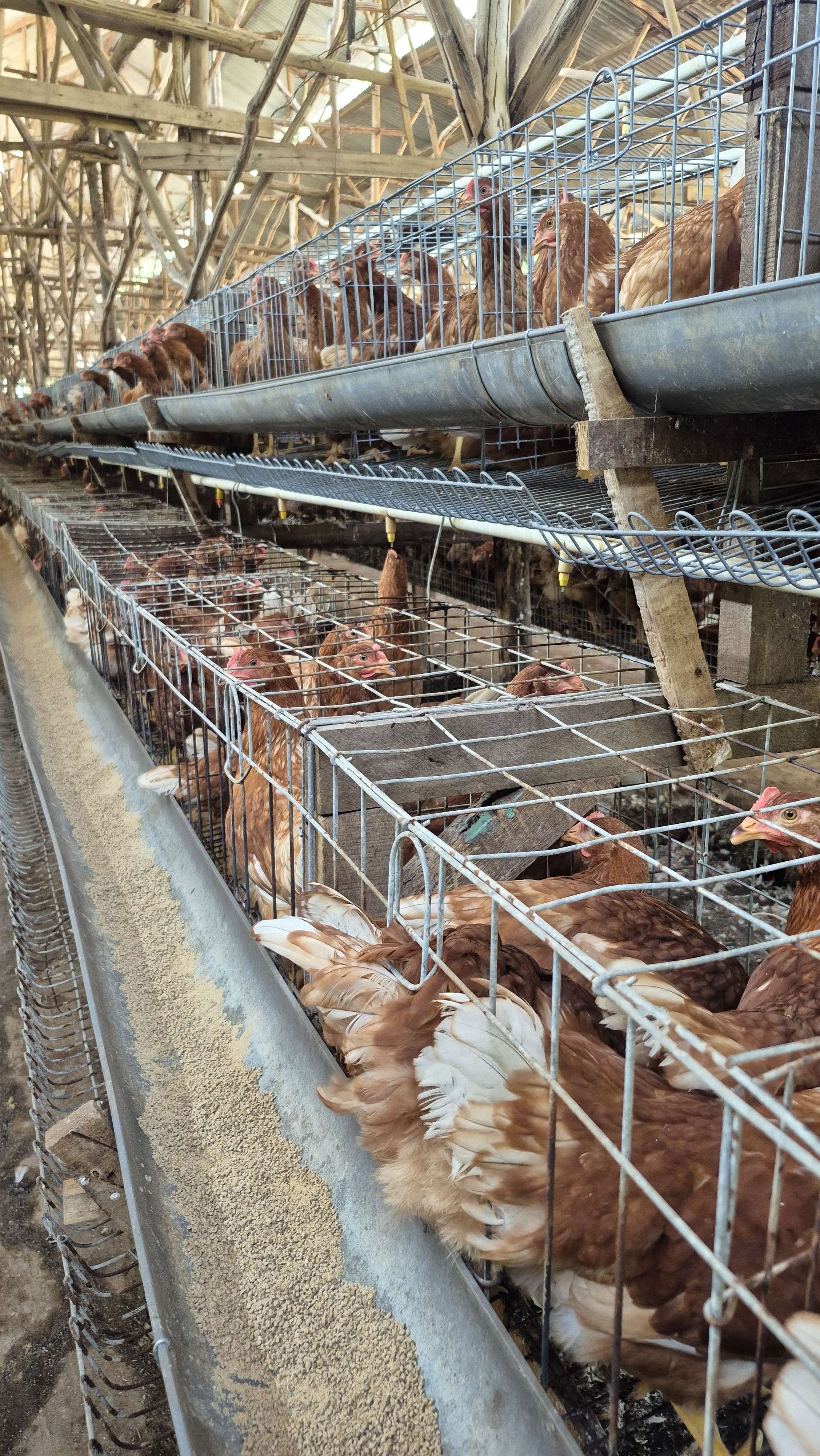 SJ FARM