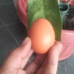 dewa muksa