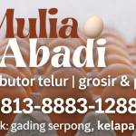 Distributor telur Mulia abadi abadi