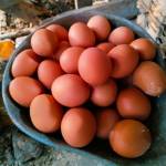 Nafaza Store Susi