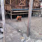 Dicky Supangat