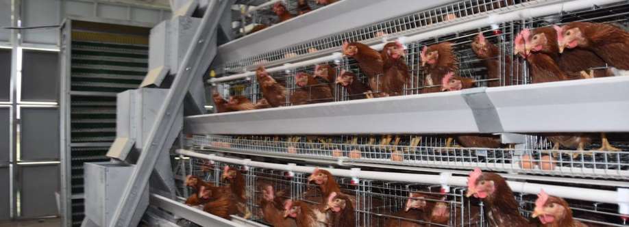 Komunitas Ayam Petelur Indonesia