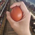 suntamaeggs