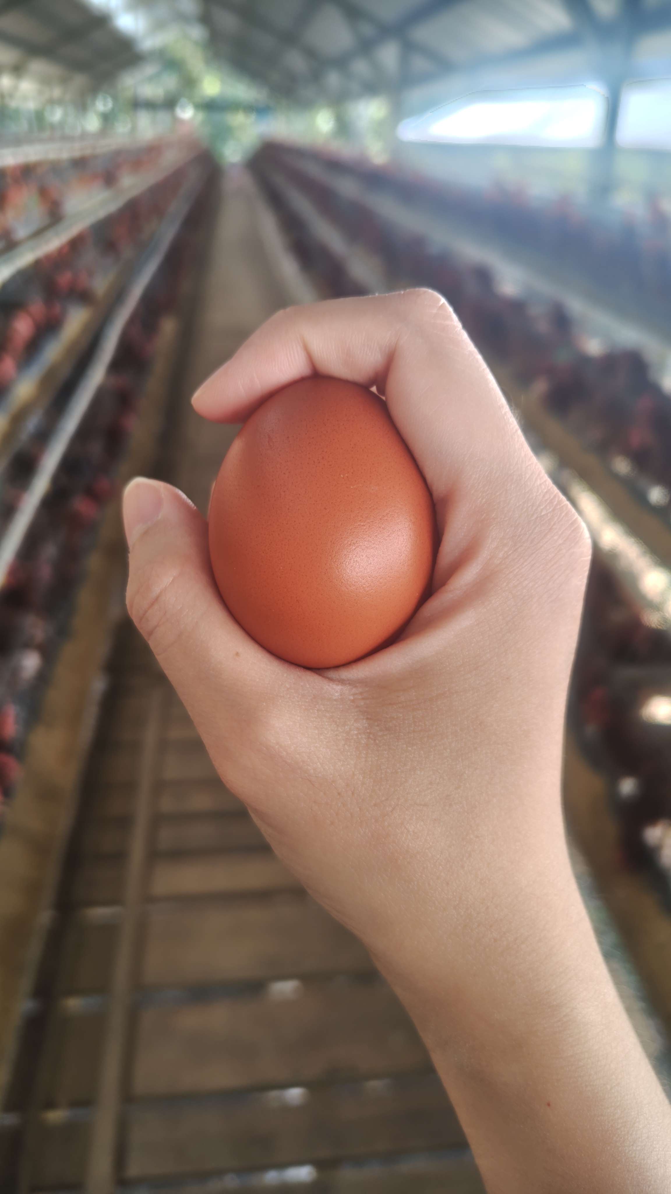 suntamaeggs