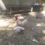Siregar76